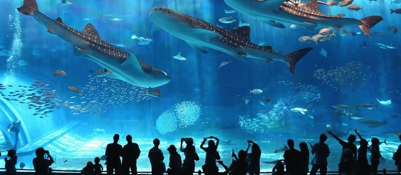 maior-aquario-do-mundo-tem-49-milhoes-de-litros-de-agua